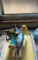 仲良く水浴び