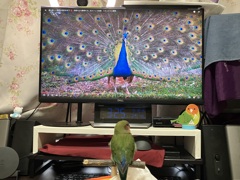 鳥を見てる鳥