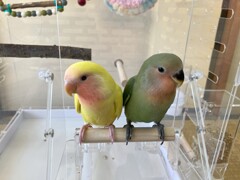 黄色のきいちゃん　緑のすももちゃん