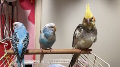 お見舞い2