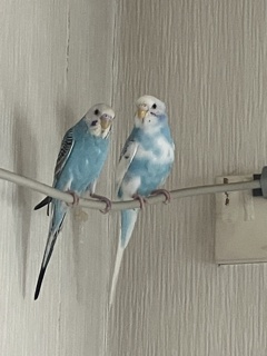 いつのまにかペア