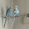 いつのまにかペア