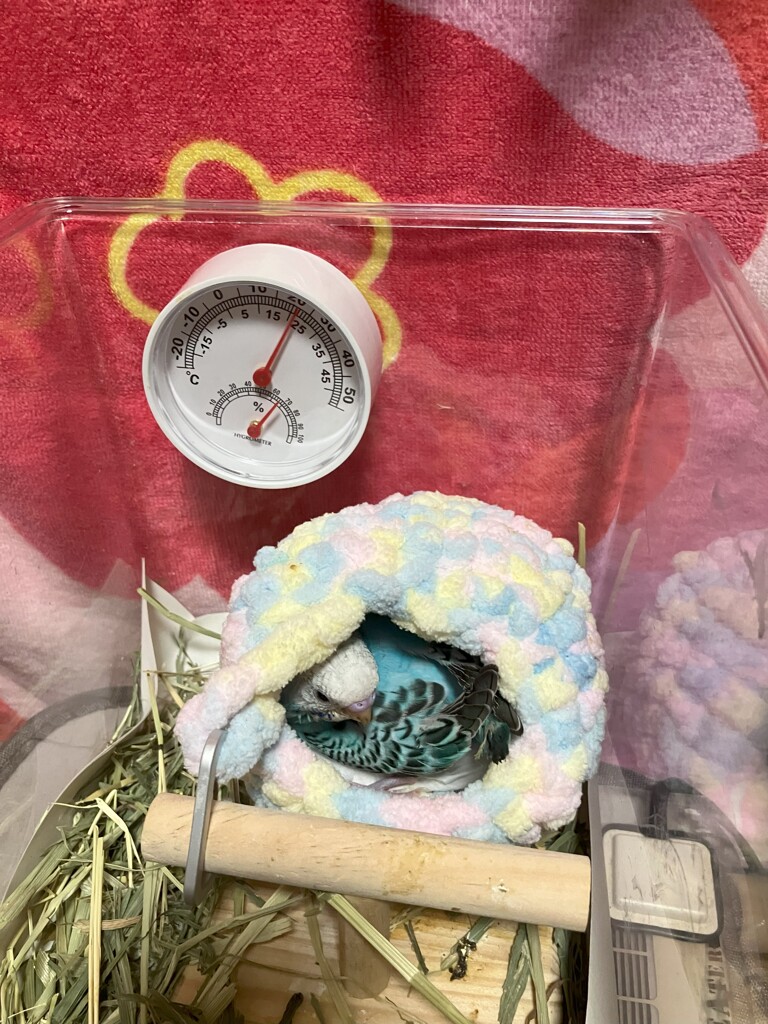 お気に入りの寝床