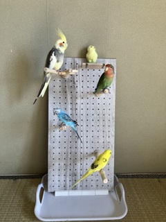 バードツリー完成