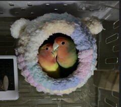  夜、こっそりとコザクラを見にいく。