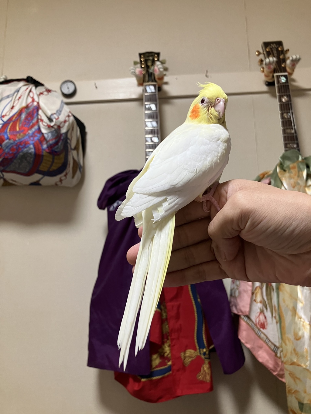 7日目　尾羽伸びる。甘えん坊になる。