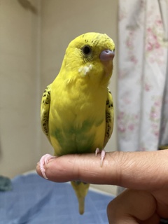 きみどりちゃん♂　成鳥でも31.5ｇと小っちゃいのよ・・