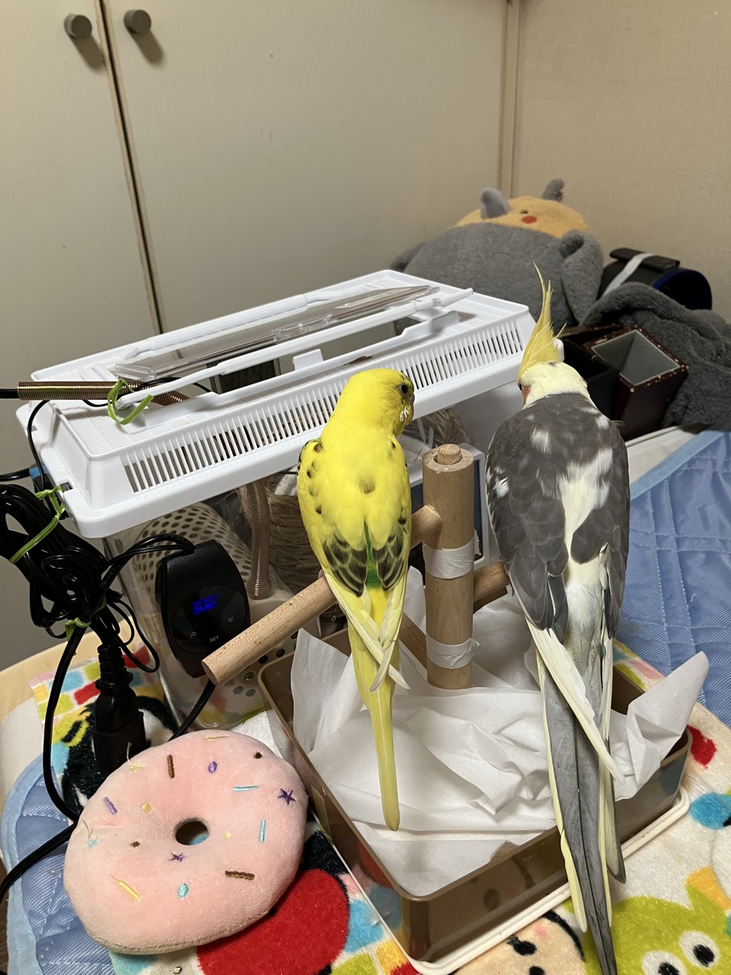 なんかいるぞ・・いるね・・ななちゃんらしいぞ。。かわいいね。と会話してるとこ。