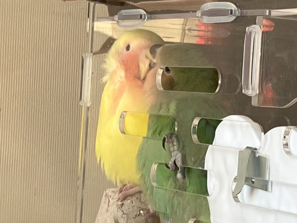 行き場失う