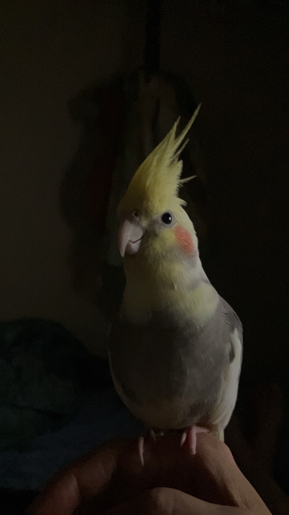 凛々しいちょんまくん