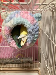 コザクラインコ