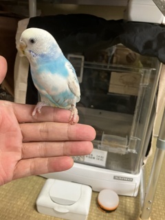 お空ちゃんだいぶ良くなりました。