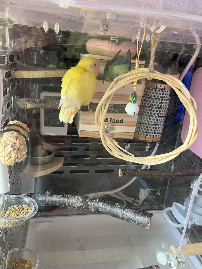 コザクラインコのお宅