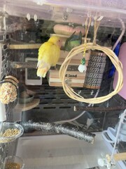 コザクラインコのお宅
