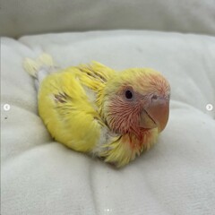 生長記録2