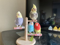 オカメインコのぬいぐるみはどっちだ？