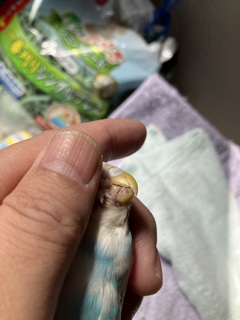接着後5日間経過