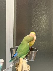 公園での見せつけ