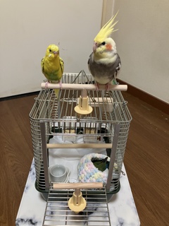 七七ちゃんケージに移る。