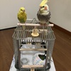 七七ちゃんケージに移る。