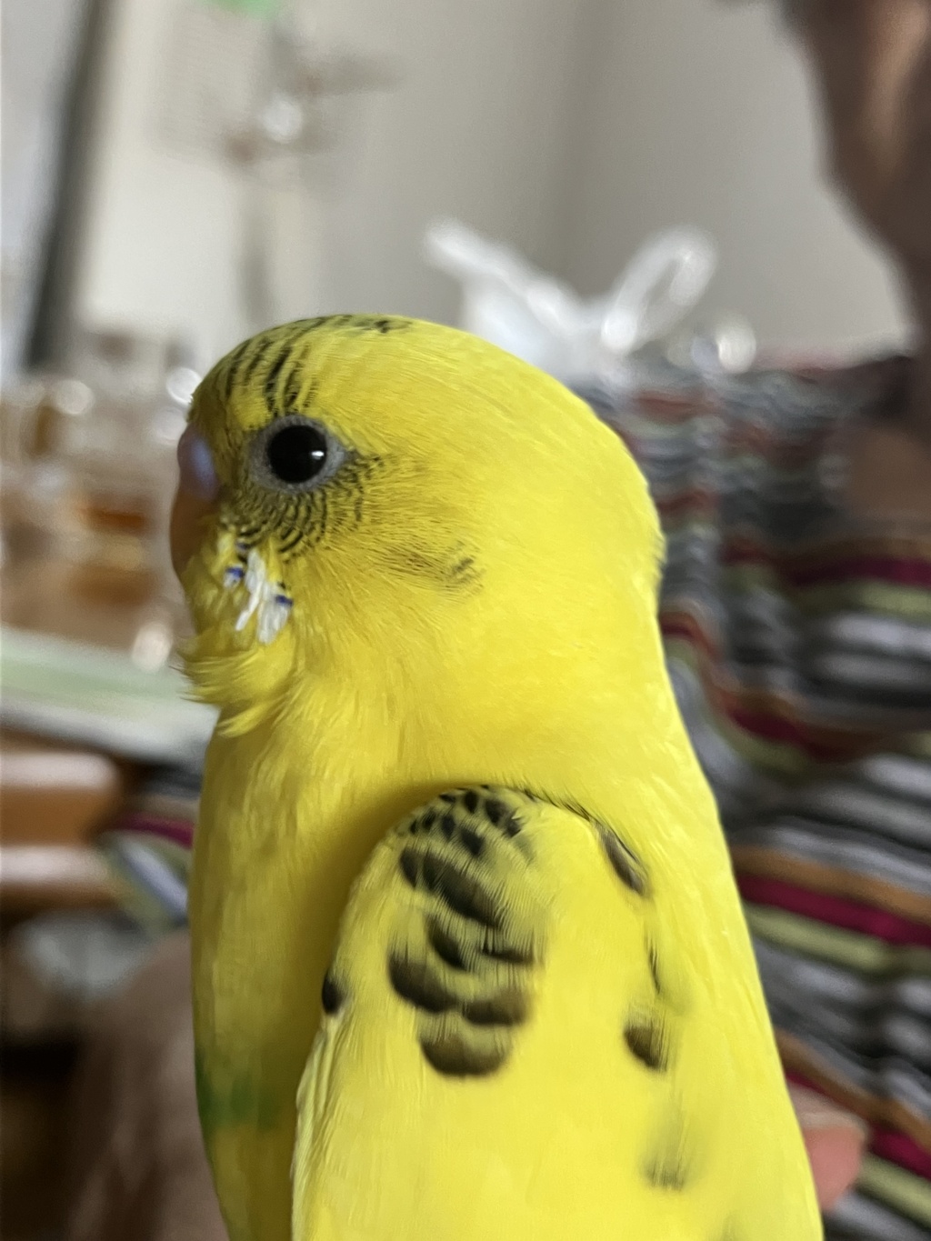 なんとなく寝ぐせが直らない子