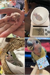 七七ちゃん