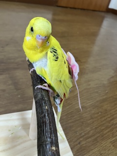  きみどりちゃん　たぶん♂　よく喋ってる。