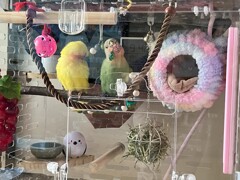 ケージ紹介3