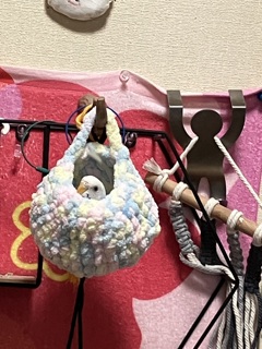 こんなとこに隠れてた