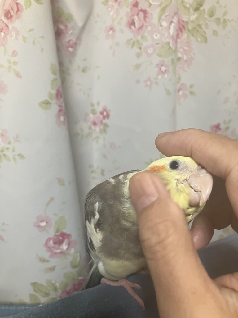 ほれ　なでてくれ　と言わんばかり