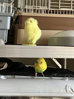 本物はどっち？