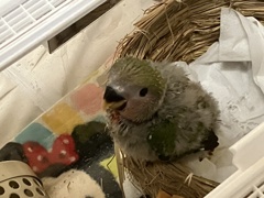 七七ちゃん自分でよじ登る。２６日目