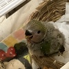 七七ちゃん自分でよじ登る。２６日目