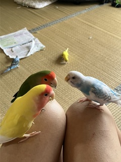 会議中
