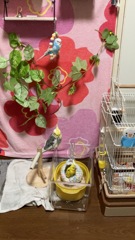 ちょんま守り隊