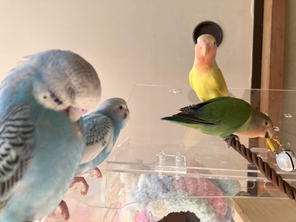 くつろぎタイム