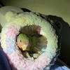 深夜こっそり枕元撮影　左側
