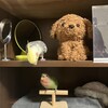 主さんは小鳥を本棚で飼う