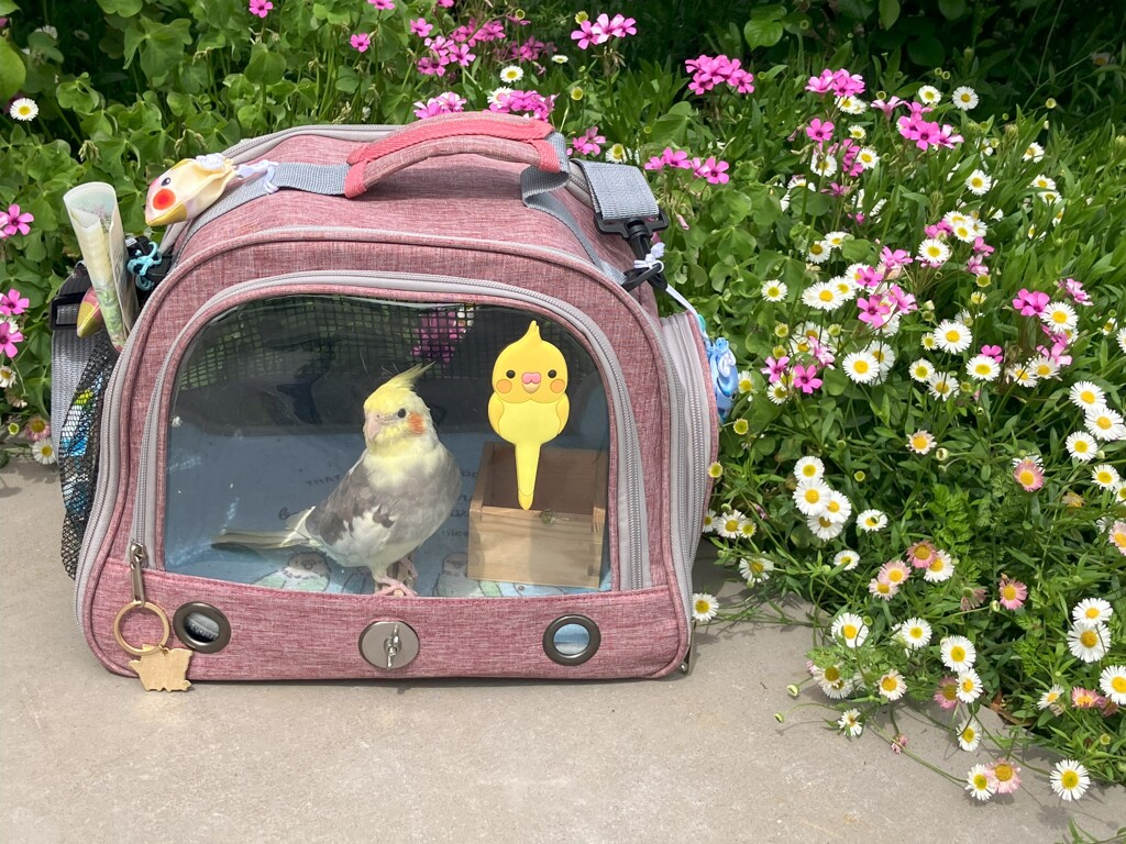 お花畑にて