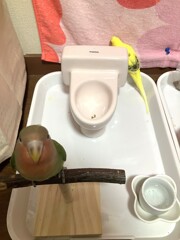 放鳥すると一番先にするやつ。で・・自慢げ