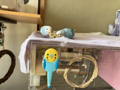インコ専用