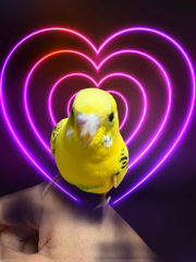 換羽の時期　綿毛が・・