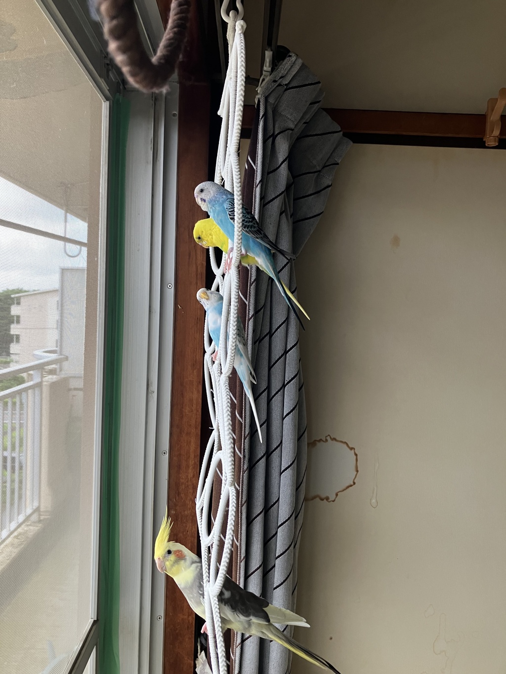 網戸越しの日光浴その1