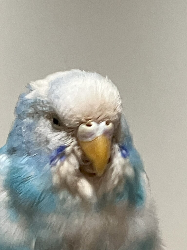 整形しました。