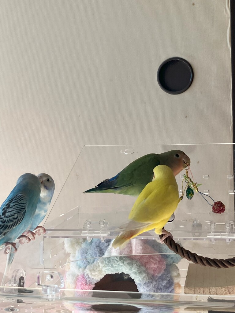 仲良い二組ペア