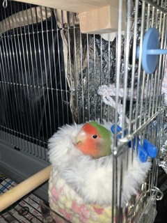 それでは寝ます。おやすみなちゃい。