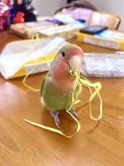 おべんとうのひもが好き