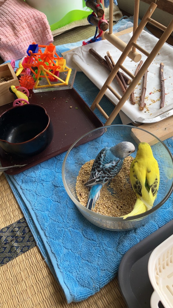 ねえねえ　ここのごはん美味しいよね