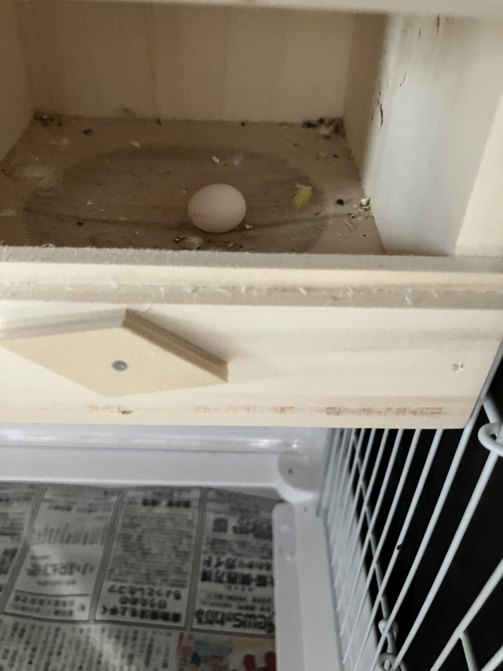 おそらちゃんの卵