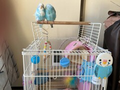 ケージ紹介1